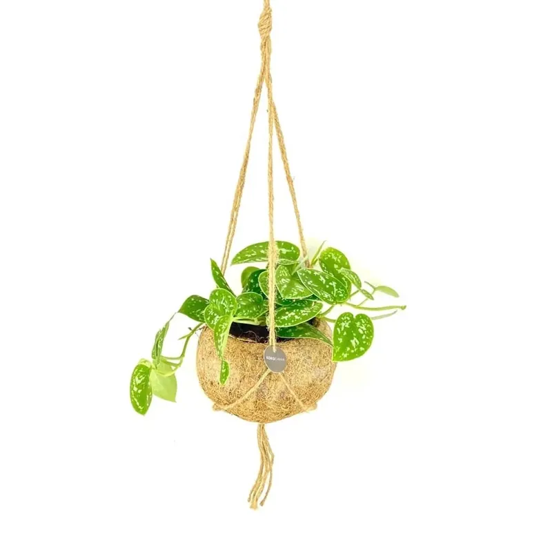 Scindapsus Mix In Vaso Kokodama P15 cm Lage Prijs