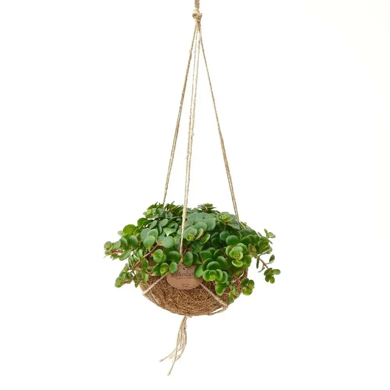 Kokodama Sedum Tornado Vaso 15 cm Seizoensaanbieding