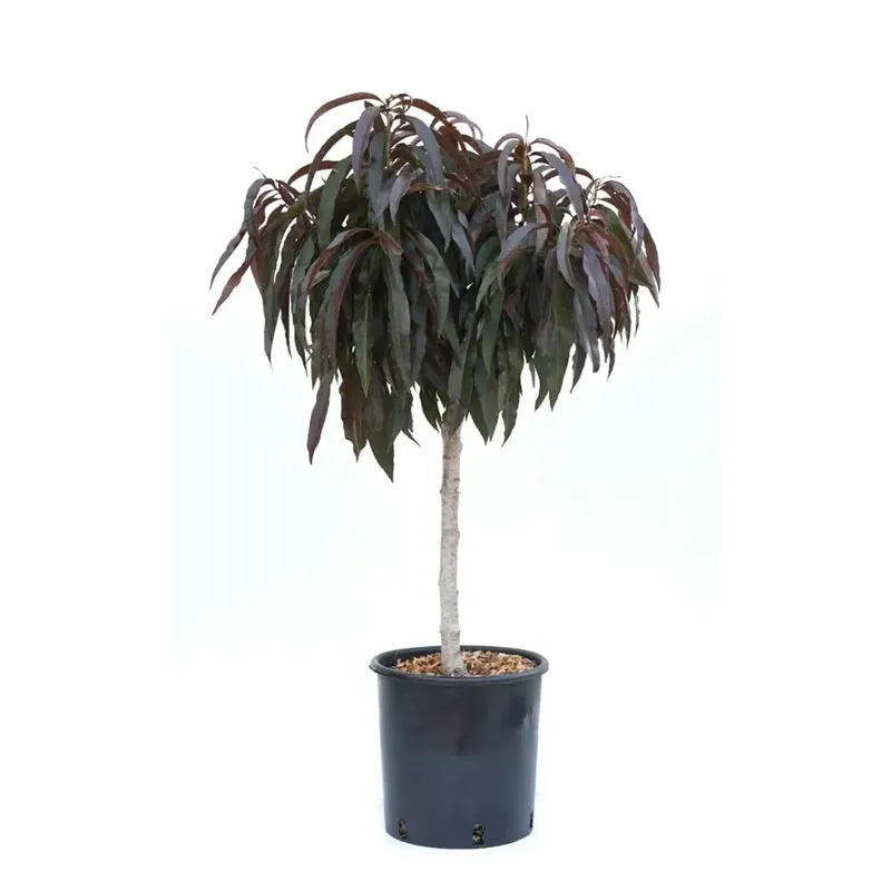 Dagaanbieding Pesco `Crimson Bonfire` nano - Prunus persica `Crimson Bonfire` nano