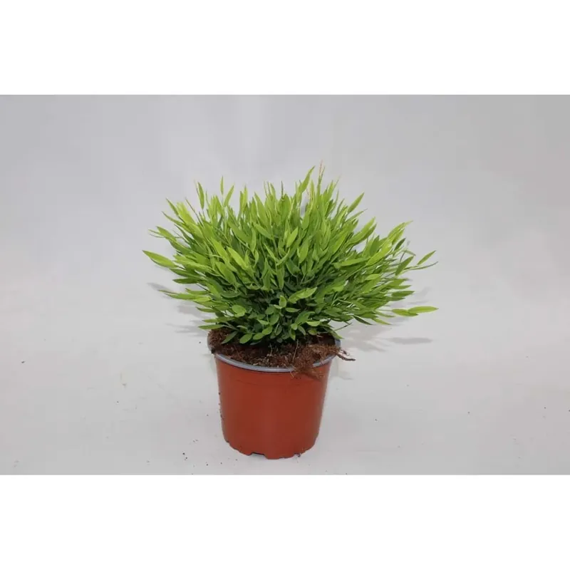 Pogonantherum Monica Vaso 12 cm Rechtstreeks Van De Fabrikant