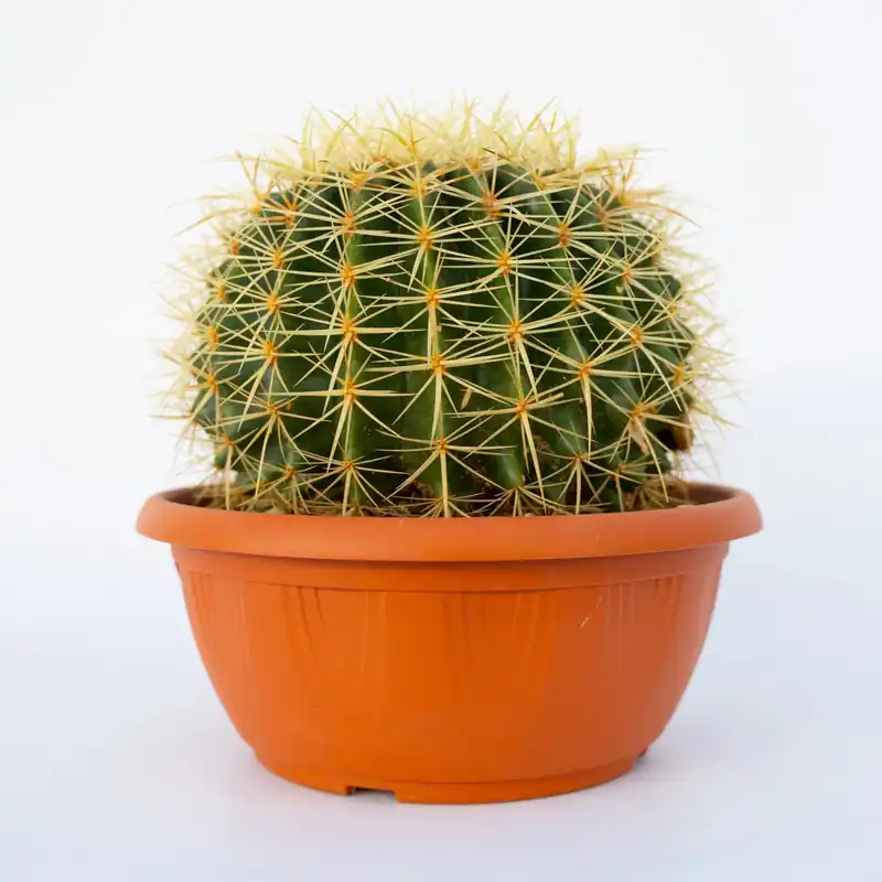 Merkproduct Echinocactus grusonii vaso diametro 25 cm