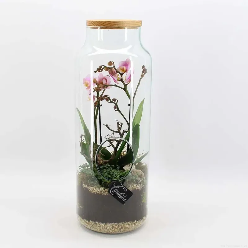 Phalenopsis Rosa Vetro vaso 19 cm Koopje