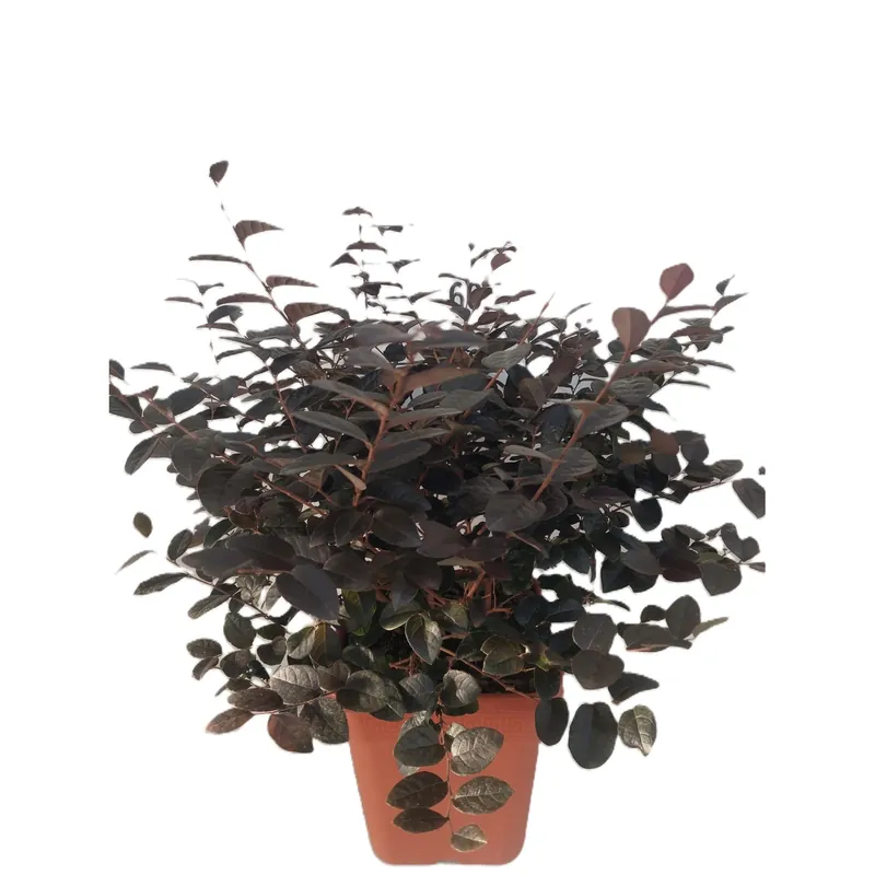 Loropetalum Frangia Cinese vaso 27 cm Tijdelijk Beschikbaar