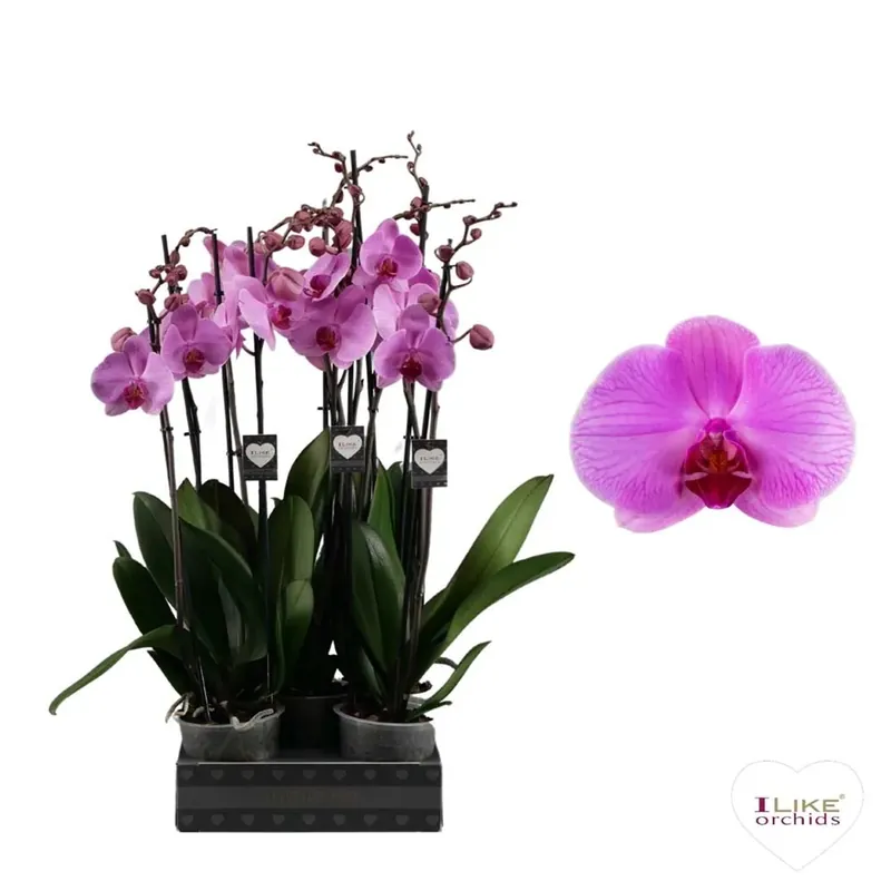 Phalaenopsis 2Ra 18+ Orlando Rosa Vaso 12 cm Superprijs