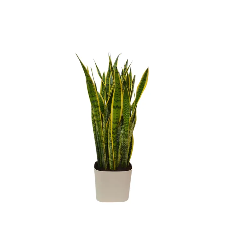 Weekendaanbieding Sanseveria Ø 30 vaso alto cm
