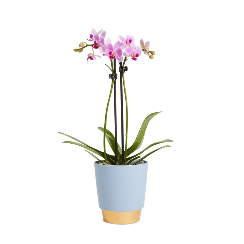 Koopje Orchidee Phalaenopsis due rami con vaso ceramica Ø cm 9