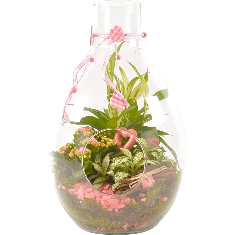 Veilige Betaling Composizione regalo 3 piante in bottiglia di vetro con fiori rosa