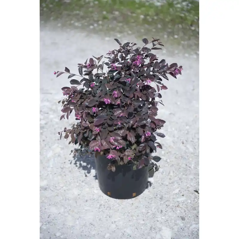 Loropetalo chinense "Rubrum Fire Dance" cespuglio h cm 40/60 Betaalbaar