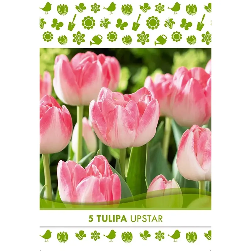 Aanbieding Bulbi fiori Tulipa Upstar 5 pz