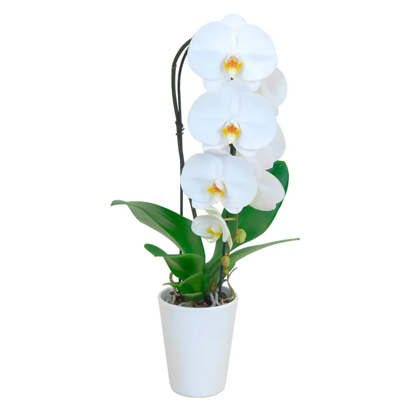 Orchidea farfalla grandiflora cascade bianco in vaso di ceramica Ø 12 cm Voordeelprijs