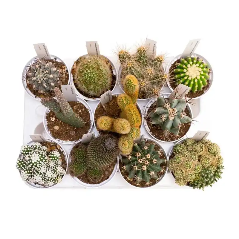 Cactus collezione vaso Ø 10 cm Gereduceerde Prijs