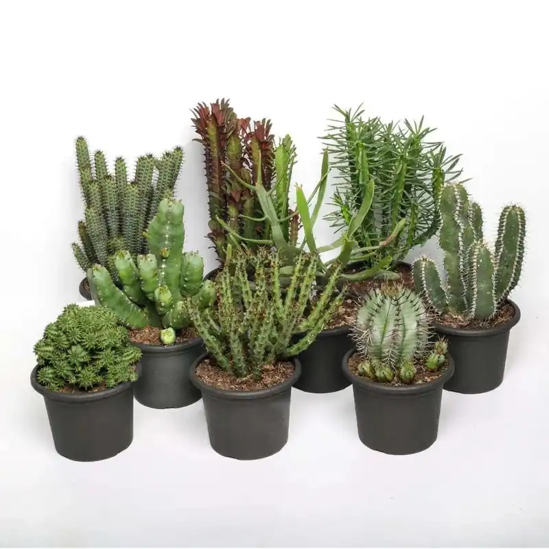 Euphorbia Mix pianta grassa vaso Ø 13 cm Tijdelijk Beschikbaar