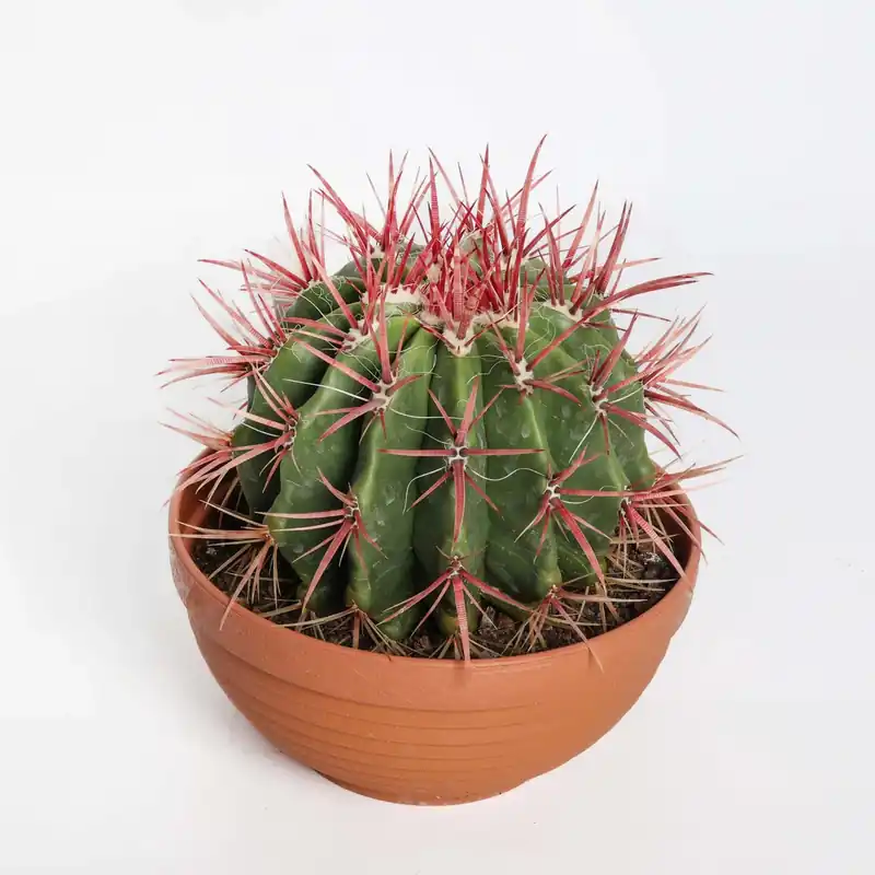 Laatste Kans Ferocactus stainesii Cactus vaso Ø 20 cm