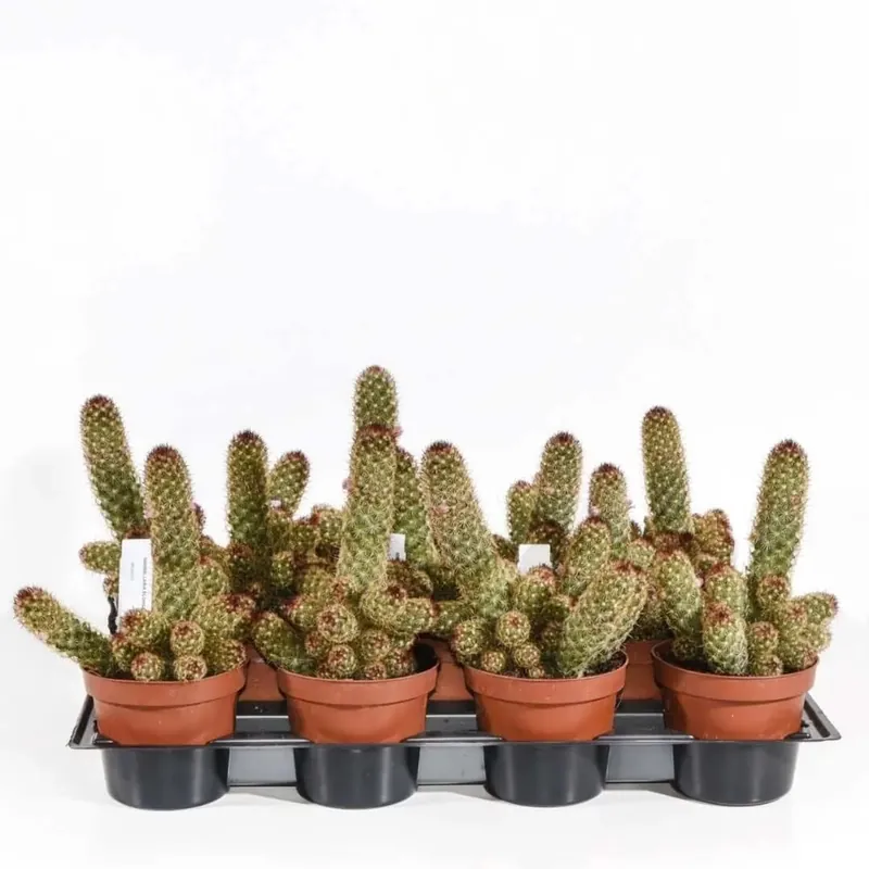 Direct Verzonden Mammillaria elongata Cactus vaso Ø 12 cm