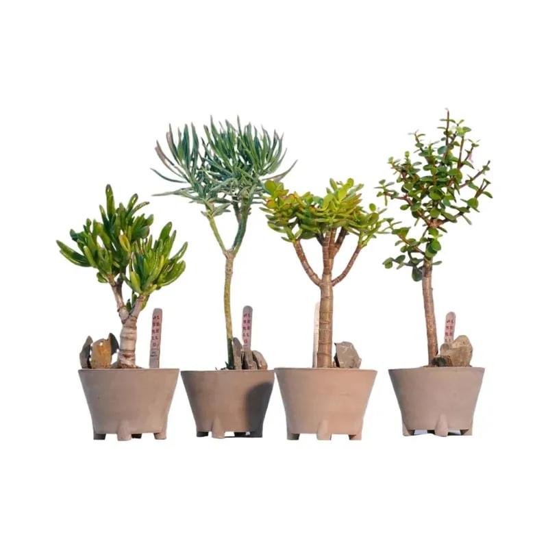 Favoriet Alberello pianta grassa Bonsai vaso Ø 11 cm