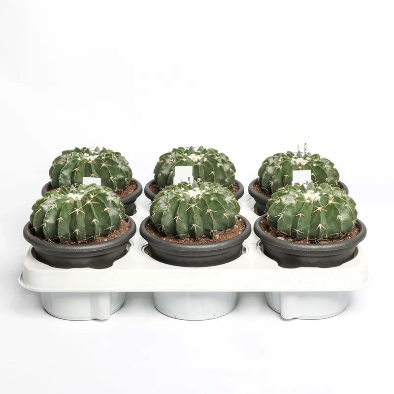 Notocactus erinaceus Cactus vaso Ø 12 cm Direct Verzonden