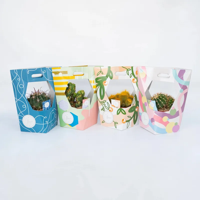 Hoge Kwaliteit Cactus collezione regalo Mani