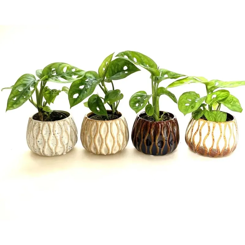 Beperkt Aanbod Monstera Deliciosa Stoneware Vaso 6 cm