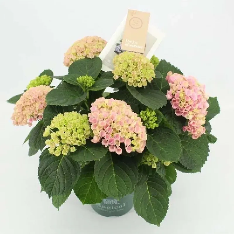Laatste Versie Hydrangea Magical Evolution Vaso 10,5 cm