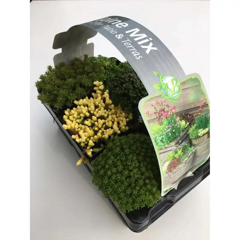 Miscela di peperoni da parete Confezione da 6 vasi Ø 7 cm circa Sedum Lage Kosten