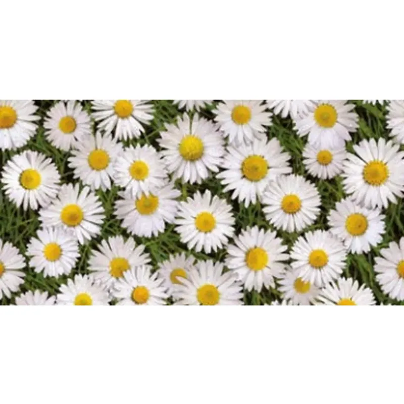 Merkproduct Tovaglia cerata D-c-fix Manhattan 140 cm Margherite al metro