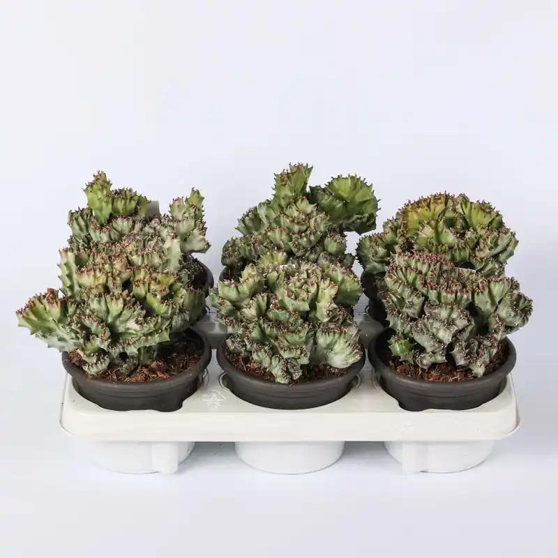 Euphorbia lactea crestata variegata pianta grassa vaso Ø 13 cm Finale Uitverkoop