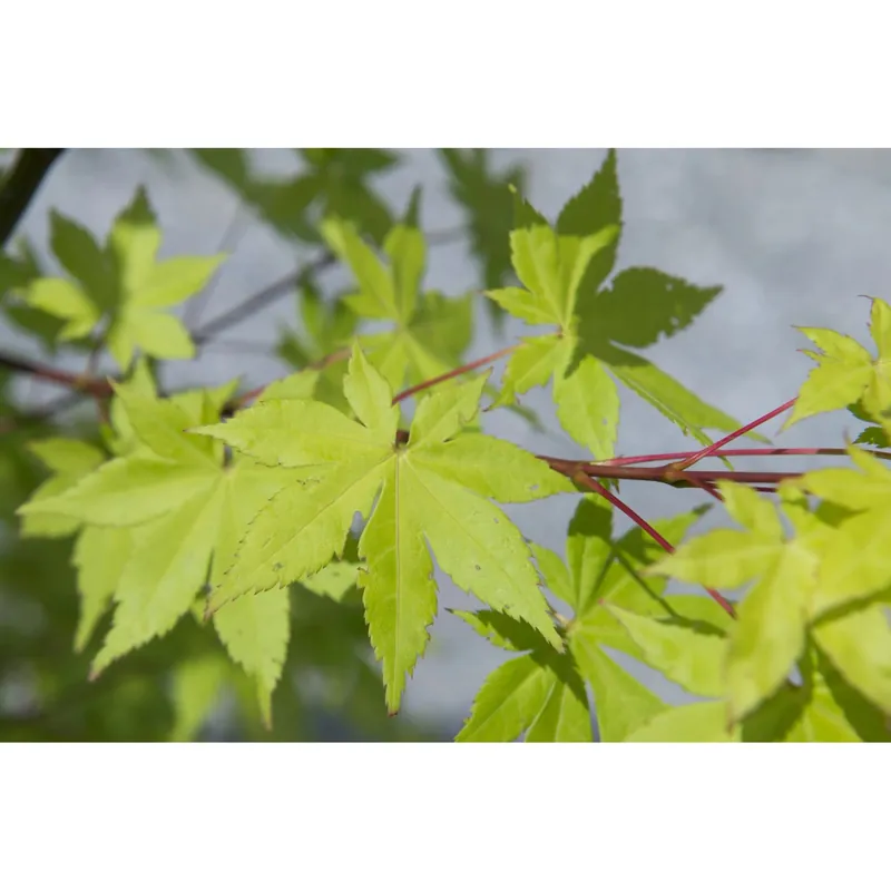Acero palmato Summergold bonsai h 30/40 cm Koop Online