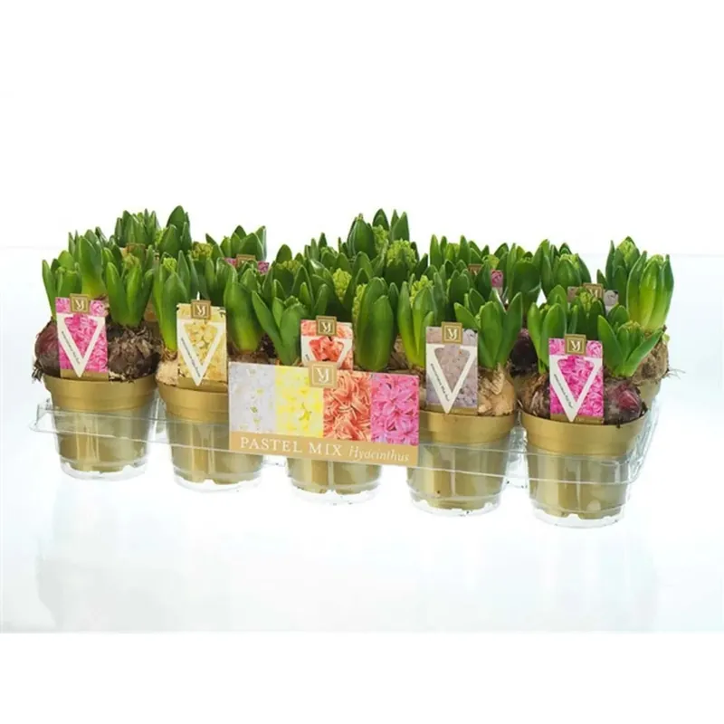 Hyacinthus Gemengd Vaso 12 cm Koop Vandaag