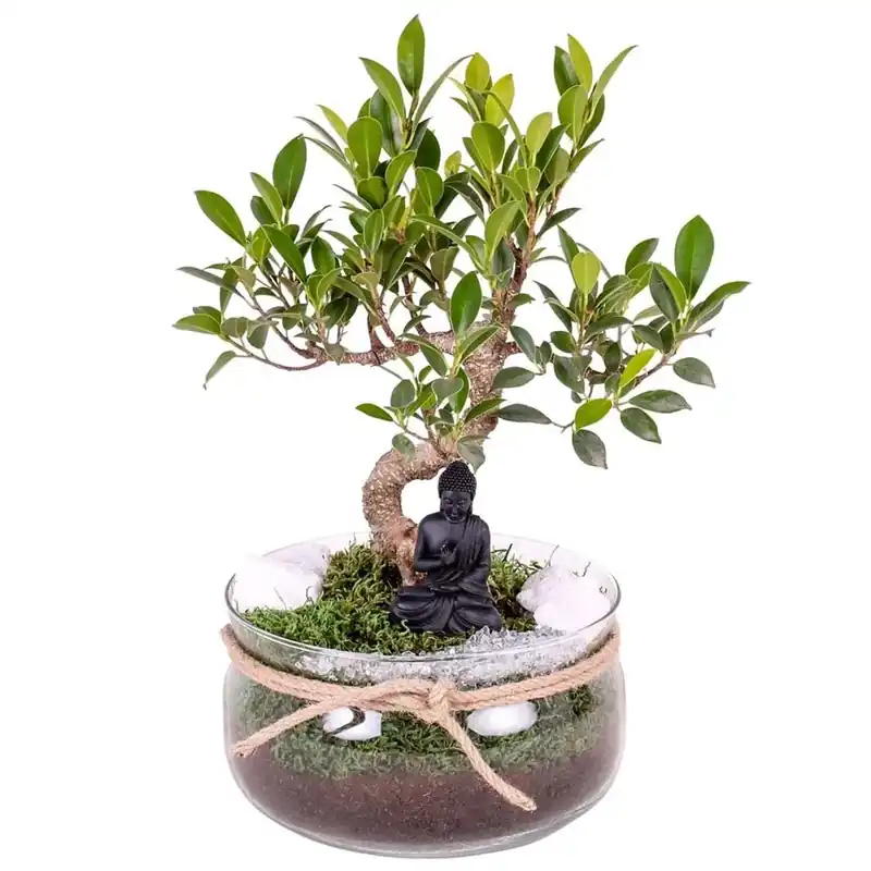Betaalbaar Bonsai Composizione Vaso 20 cm