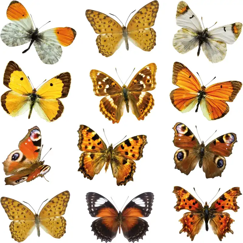 Adesivo decorativo per parete Farfalle 2 fogli 31x31 cm Betaalbaar