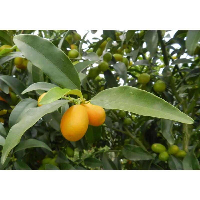 Albero da frutto Kumquat Citrus fortunella h 60/70 cm Beperkte Voorraad