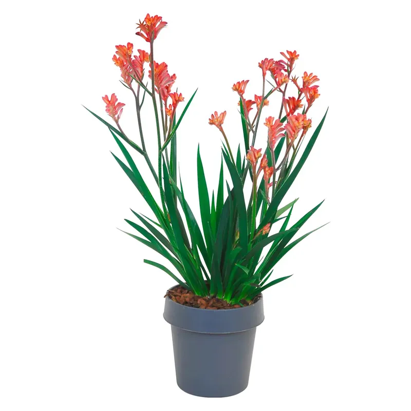 Hoge Kwaliteit Anigozanthos vaso Ø ca. 14 cm