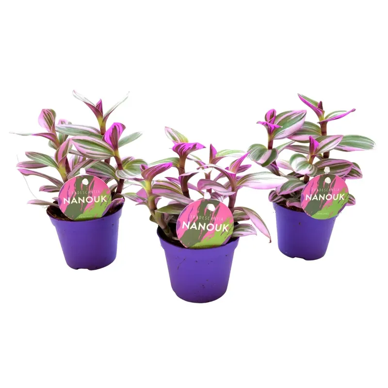 Tradescantia Naouk vaso 7 cm Op = Op