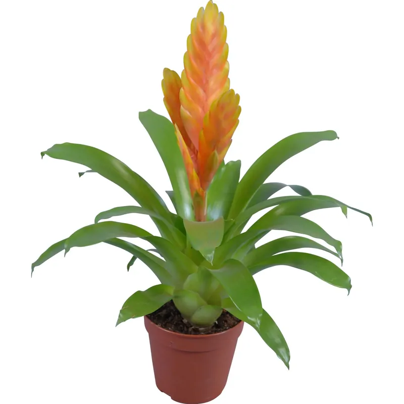 Bromeliacee con vaso Ø 12 cm Betrouwbaar