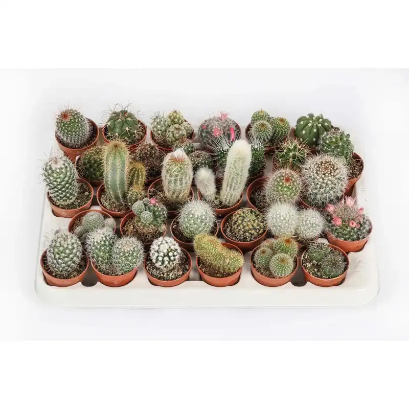 Seizoensaanbieding Cactus Mix vaso Ø 5,5 cm
