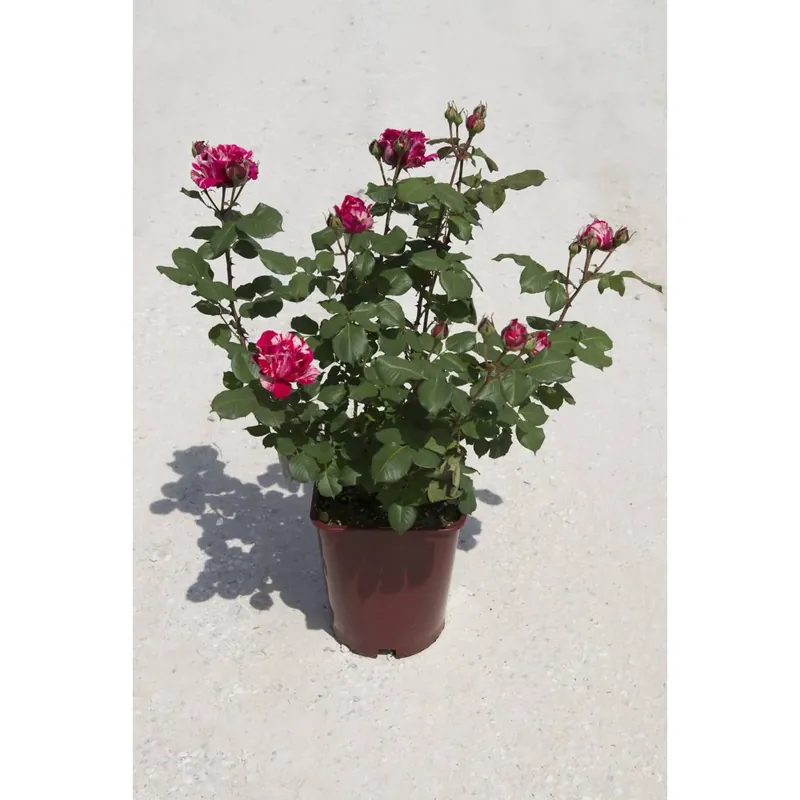 Rosai dei pittori "Henri Matisse" vaso 6 l Merkproduct