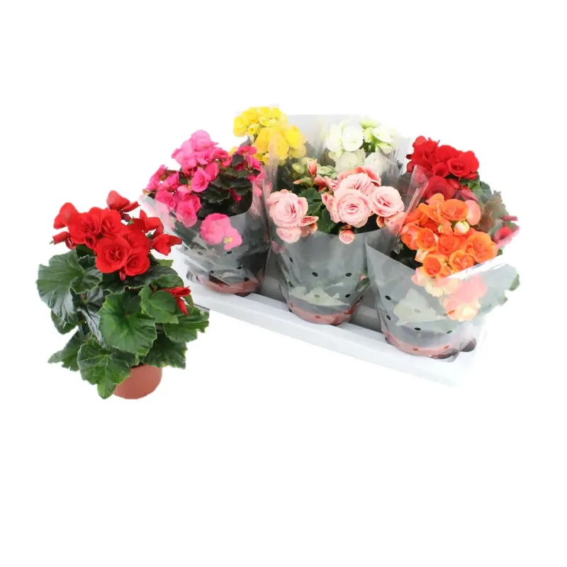 Exclusieve Aanbieding Begonia fiore doppio Ø vaso 14 cm