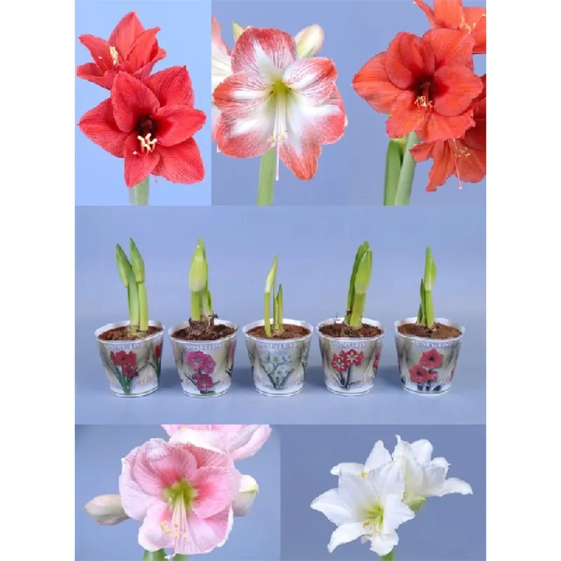 Lage Prijs Amaryllis 2 rami con coprivaso Ø 13 cm