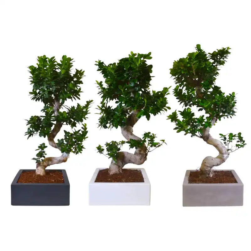 Bonsai Ficus Ginseng altezza 110 cm Goedkoop