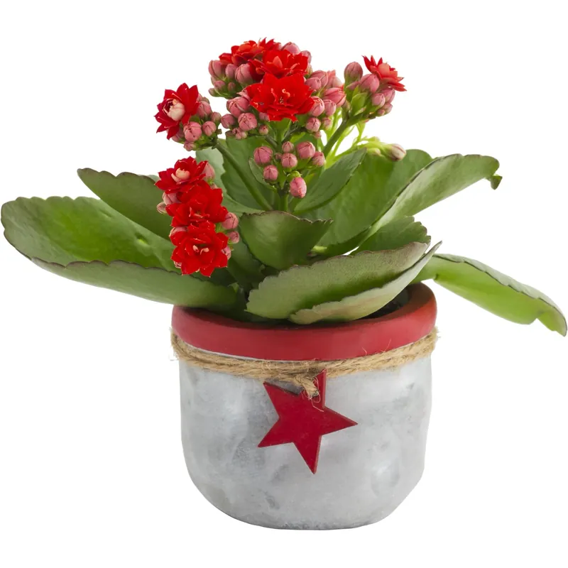 Kalanchoe mini in vaso Ø cm 6 con decorazione stella Beperkte Voorraad