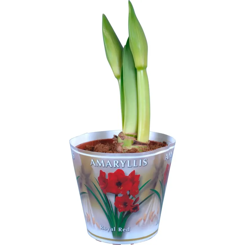 Alleen Vandaag Stella del cavaliere 2 steli Rosso vaso Ø ca. 13 cm