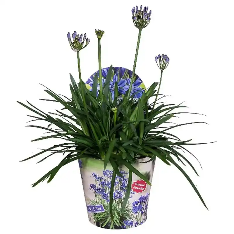 Agapanthus Summerlove Blu Vaso 17 cm Gereduceerde Prijs