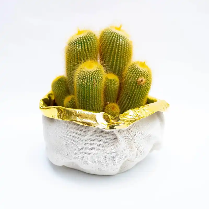 Fabrieksprijs Cactus e Succulente in ciotola Ø 25 cm
