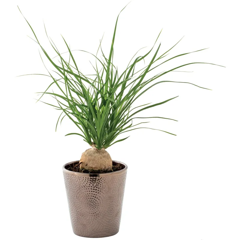 Hoge Kwaliteit Beaucarnea recurvata vaso in ceramica