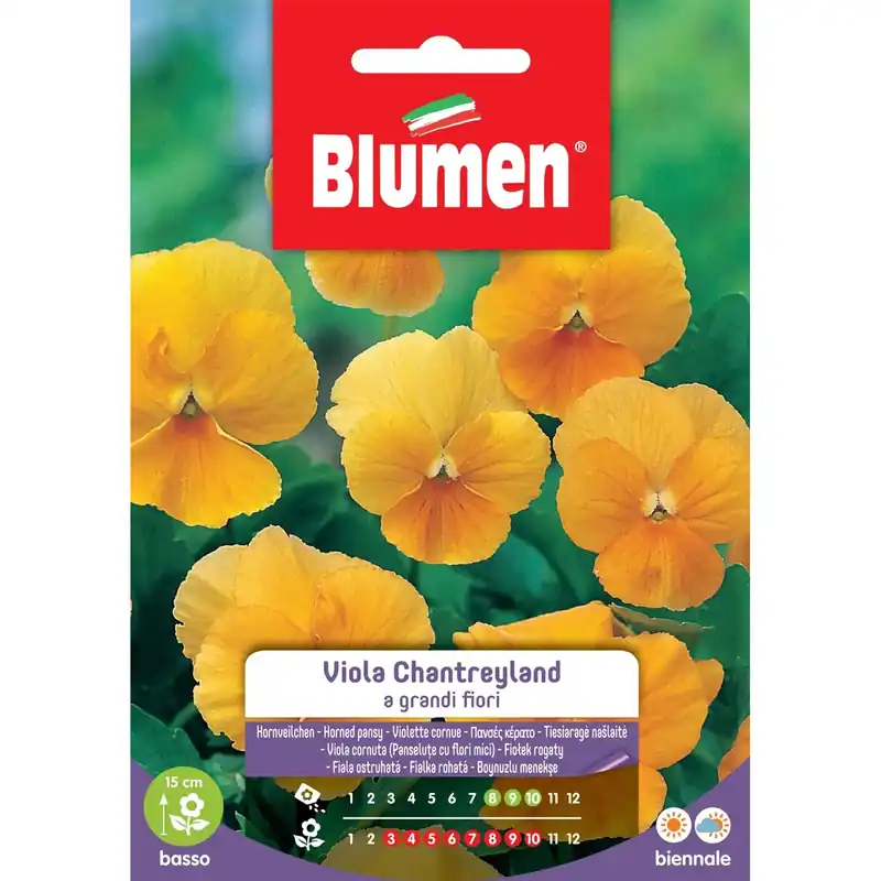 Uitverkoop Semi Blumen viola Chantreyland