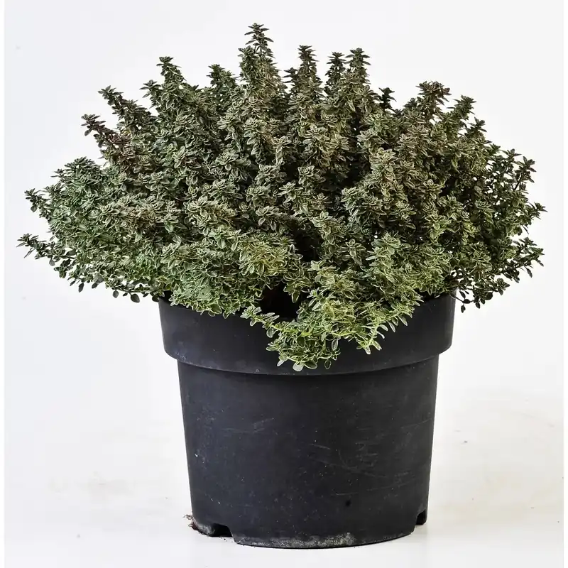 Pianta di Timo Lady D. vaso Ø 19 cm Nieuw