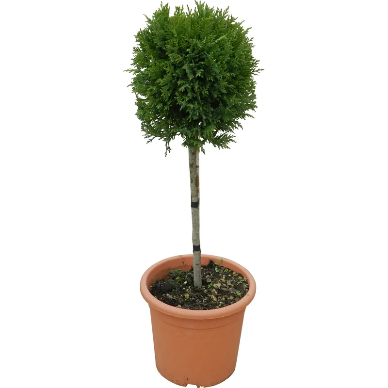 Cipresso di Leyland H 65 cm con vaso 9 l Favoriet