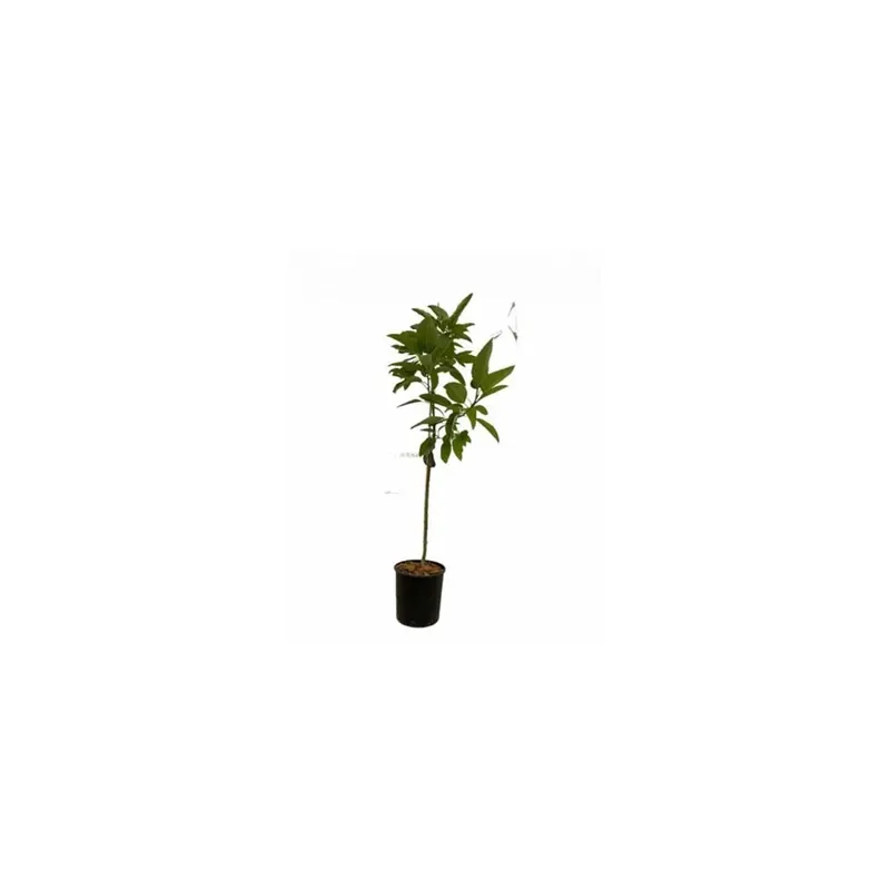 Persea Americana Avocado vaso 20 cm Nu Kopen