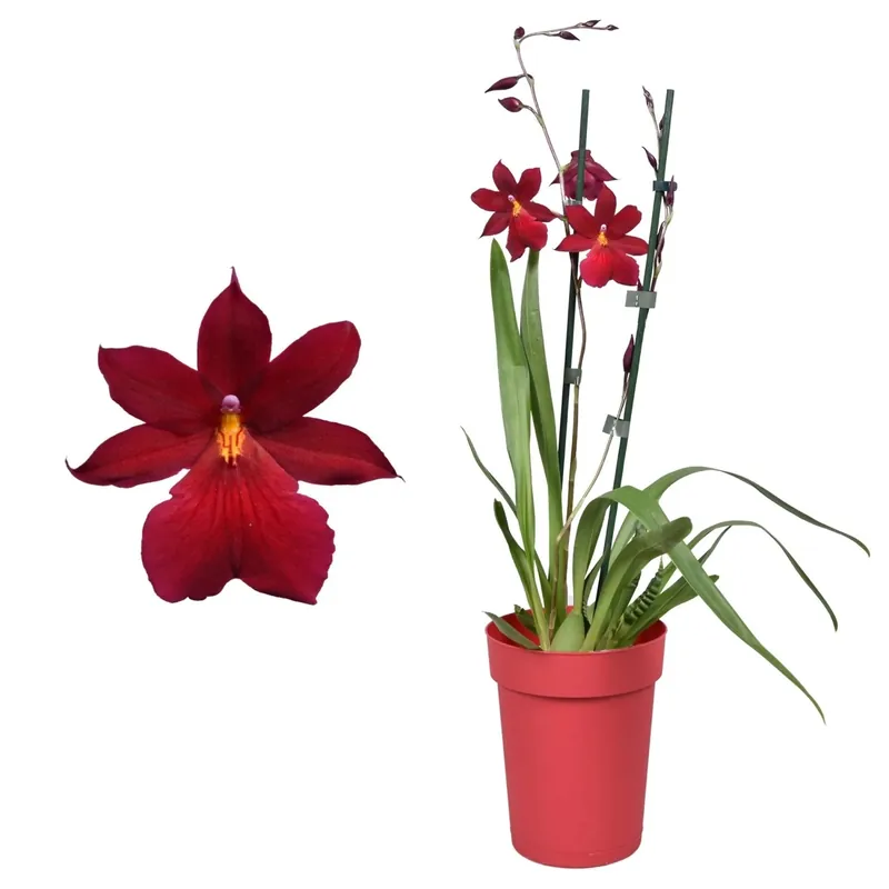 Tijdelijk Beschikbaar Orchidee Cambria "Nelly Isler" 2 gambi rossa Ø 12 cm