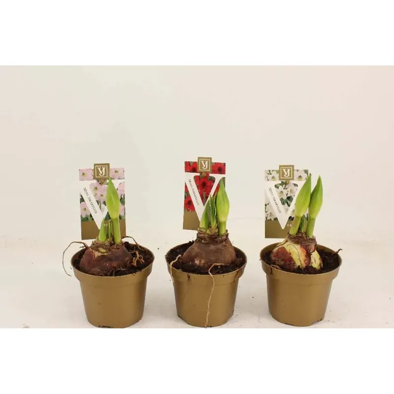 Hete Deal Amaryllis Hippeastrum Sonatini in vaso di vari colori Ø 10 cm ca.